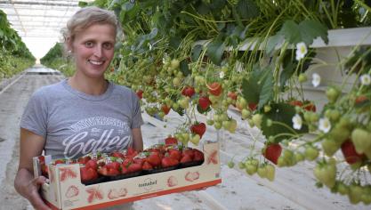 Tomabel- en aardbeiproducent Sien Vermeulen uit Passendale