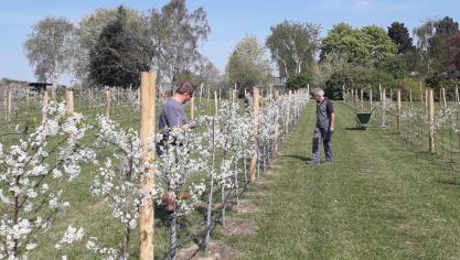 Het provinciaal Proefcentrum Pamel in Roosdaal werkt, samen met haar partners, aan een rendabele variant van de Schaarbeekse kriek voor gebruik in streekproducten.
