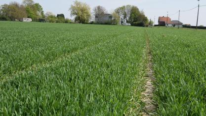 Vooral gele roest en bladseptoria moet in de wintertarwe opgevolgd worden.