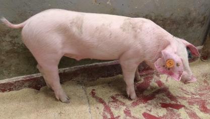 Acht weken oude big die algemeen ziek is (suf, buik wat ingevallen, koorts...) als gevolg van een S. suis-infectie. Aantonen van de kiem in de letsels is noodzakelijk om een juiste diagnose te stellen.