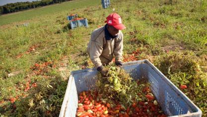 In het zuiden van Italië werken vaak migranten zonder papieren bij de oogst van citrusvruchten of tomaten.