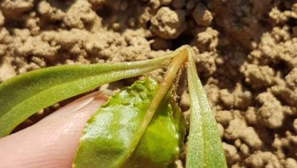 Het Bieteninstituut raadt aan om minstens 40 planten te observeren en de bladeren één voor één goed te controleren op bladluizen.