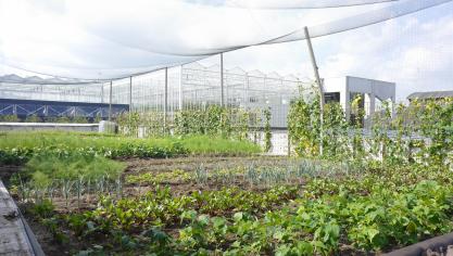 De landbouw van het Brussels Hoofdstedelijk Gewest is beperkt, en beslaat onder meer enkele projecten voor stadslandbouw, zoals hier in Anderlecht.