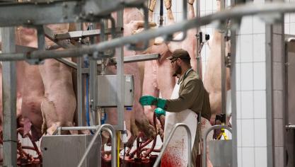 Slachthuizen in ons land draaien minder dan gewoon, vanwege de sluiting van de horeca, maar sluiten vooralsnog niet.