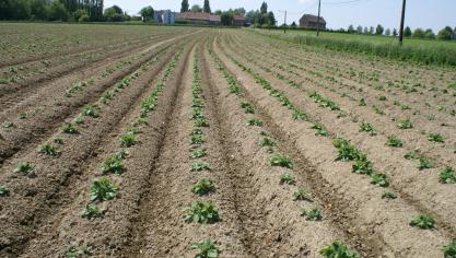 ABS vraagt consumenten vooral aardappelen rechtstreeks van de boer te kopen.
