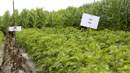 Eerder werd in Wetteren onderzoek gedaan naar ggo-aardappelen. Het leverde destijds de nodige aandacht van anti-ggo-activisten op.