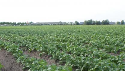 Door de coronacrisis dreigt een enorme hoeveelheid aardappelen geen bestemming te hebben.