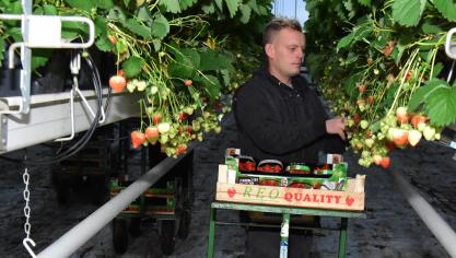 De komst van extra werkkrachten is broodnodig, onder meer in de aardbeienteelt.