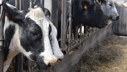 De premie werd uitbetaald voor de premiegerechtigde moederdieren die gekalfd hebben tijdens het kalenderjaar 2019 en is beperkt tot het individueel aantal premierechten waarover de landbouwer beschikt.