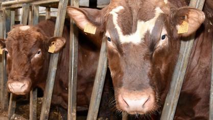 Het aandeel van de rechtstreekse steun in de opbrengst en het bedrijfsinkomen is in Vlaanderen het grootst bij gespecialiseerde vleesveebedrijven.