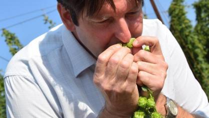 Hop is een van de belangrijkste basisingrediënten voor de productie van bier.