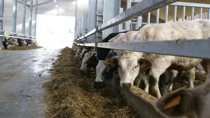 In de VS heeft een beperkt aantal rundvleesproducenten de slachtcapaciteit in handen.