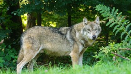 Volgens WWF België hebben wolven een positieve invloed op de natuur in ons land.