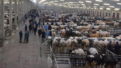 Onveilige handel is enorm belangrijk bij de verspreiding van IBR.