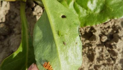 Als de behandelingsdrempel van 2 ongevleugelde groene bladluizen per 10 planten bereikt is, zijn dit enkele belangrijke punten die men in acht moet hebben.