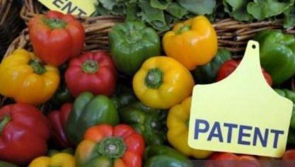 In 2015 verleende het Europees Octrooibureau nog 2 patenten, voor een paprika- en een broccolivariant. Dat kan nu niet meer.