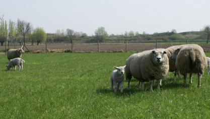 Naarmate het weideseizoen vordert, neemt de mate waarin schapen in aanraking komen met wormen alsmaar toe.