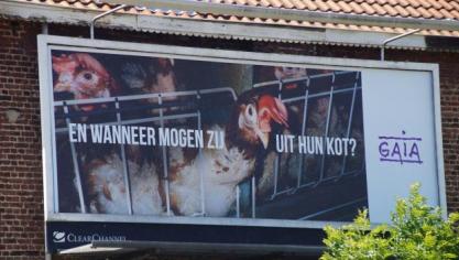 GAIA lanceerde weer een ophefmakende campagne met grote affiches langs Vlaamse wegen om de minster van Dierenwelzijn te herinneren aan zijn belofte om een verbod op kooien voor leghennen in te voeren.