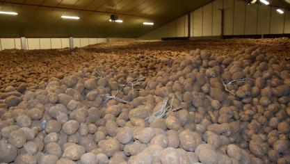 Geef voor eind mei je aardappelvoorraad door via de website van Belpotato.be.