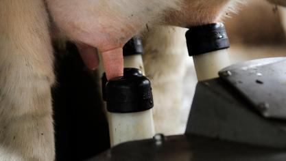 De keuze van het merk en/of type tepelvoering moet voldoende doordacht gebeuren, op maat van het bedrijf en de melkveestapel.