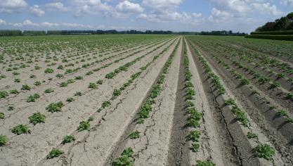 De coronacrisis treft de landbouwsector hard. Minister van Landbouw Crevits heroriënteert daarom Europese middelen. Meer dan 23 miljoen euro extra steun gaat rechtstreeks naar ruim 21.000 landbouwers