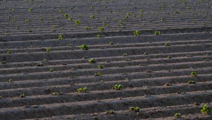 Na meerdere jaren van droogte, slaat de droogte ook nu weer toe.