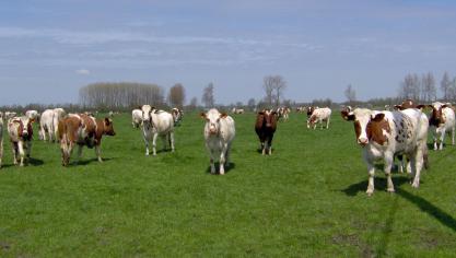 Weidebeloop op I2-bedrijven is nog steeds toegestaan op voorwaarde dat contact tussen eigen runderen en deze van aangrenzende weiden vermeden wordt.