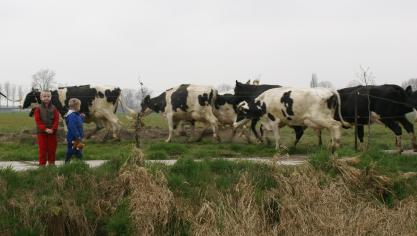 De zuivelmarkt zakte in mei verder in elkaar.