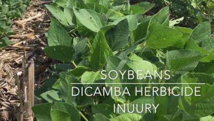 Na de problemen met de onkruidverdelger glyfosaat, ligt ook het middel dicamba onder vuur.