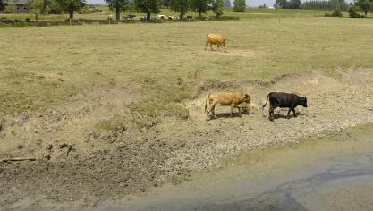 De voorspelde hoeveelheden hemelwater voor komende dagen zullen niet bijdragen tot een structureel herstel van de droogtesituatie.