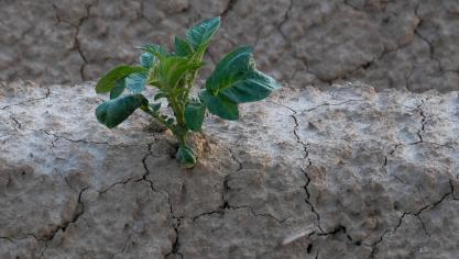 Zo zal een weersomstandigheid (droogte, neerslag of wind) pas als 