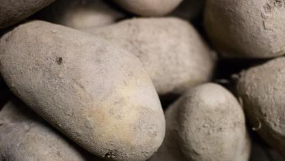 Het totale verlies in de aardappelsector wordt geraamd op 50 tot 65 miljoen euro.