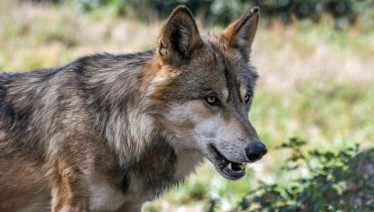Een beschermde diersoort als de wolf mag slechts worden gevangen en vervoerd wanneer de bevoegde nationale instantie een expliciete afwijking heeft toegestaan.
