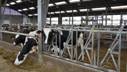 Steeds meer melk wordt verwerkt tot verse zuivelproducten.