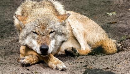 INBO bevestigde al voor afronding van het onderzoek dat de koe het slachtoffer werd van de ‘wolf van Duffel’.