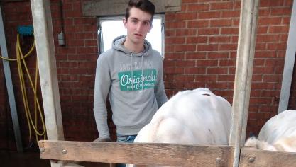 Werken tussen en met dieren is de mooiste stiel die er is, volgens Wouter Van Miert.
