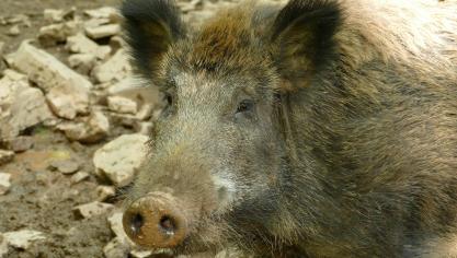 Afrikaanse vakenspest wordt voornamelijk bij wilde zwijnen vastgesteld. Voor het eerst is ook een backyard farm in westelijk Polen positief bevonden voor AVP.