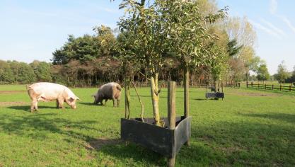Zeugen in buitenloop tussen de appelbomen. Boombescherming is aangewezen.