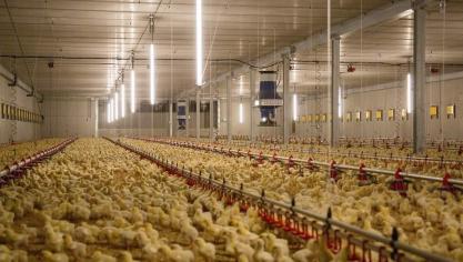 Bij een hogere omgevingstemperatuur is er meer sterfte, vooral bij vleeskippen. Hittestress heeft ook een negatief effect op de eiproductie en het eigewicht.