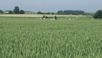 Het areaal wintertarwe daalt zowat 8
%.