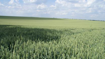 Het graan komt dit jaar wat vroeger van het land, verwacht Fegra, terwijl aardappelen door de coronacrisis langer bewaard worden.
