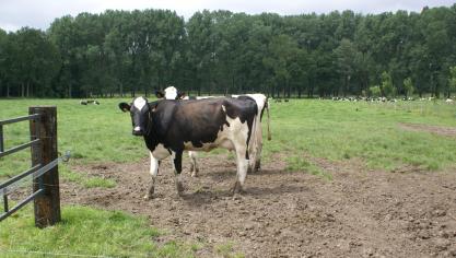 Beweiding is één van de wijze waarop de landbouw ammoniak uitstoot. Binnen de landbouw speelt het mest uitrijden de grootste rol.