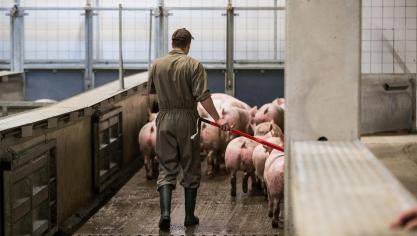 Een vliegende groep van dierenartsen gaat extra controles op dierenwelzijn uitvoeren in slachthuizen.