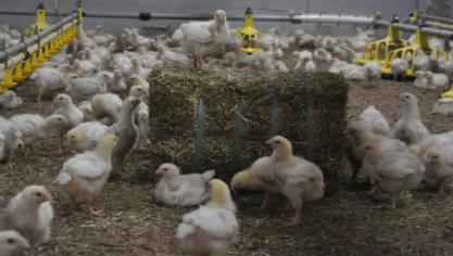 Strobalen werden gegeven als extra verrijkingsmateriaal in de stal bij beide concepten.