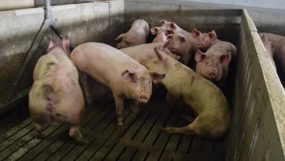 Enkel met een correcte diagnose van de kreupelheid bij vleesvarkens kan er gericht gezocht worden naar een preventieve aanpak van het probleem.