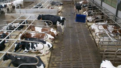 De melkprijzen van EU-zuivelondernemingen zijn verleden jaar gemiddeld met 16 cent of met 0,5
% gedaald naar 34,06 euro per 100 kg standaardmelk.