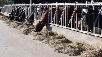 Door de uitzonderlijke droogte tijdens het voorjaar kunnen bio-landbouwers of landbouwers in omschakeling, een versoepeling aanvragen voor het beperkte gebruik van veevoeder, afkomstig van het eerste jaar van omschakeling.