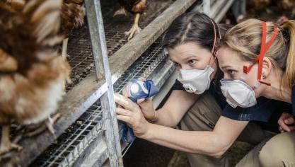 In 2019 voldeed België aan de vooropgestelde Europese doelstellingen voor salmonella bij fokpluimvee, leghennen en vleeskippen.