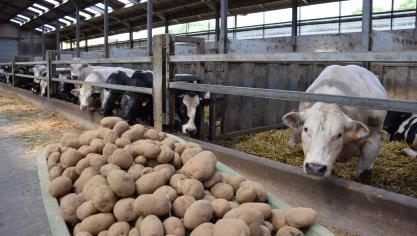 Aardappelen worden bij vleesvee dikwijls gebruikt om andere energiebronnen, zoals energieconcentraten, te vervangen.