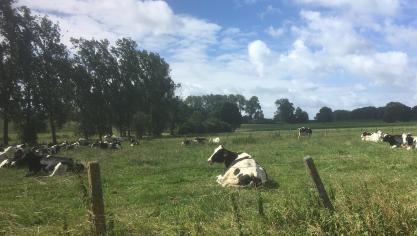 Is het buiten echt te warm of vertonen de dieren duidelijke tekenen van hittestress, dan kan het aangeraden zijn om de weidegang te beperken en de dieren binnen te houden.